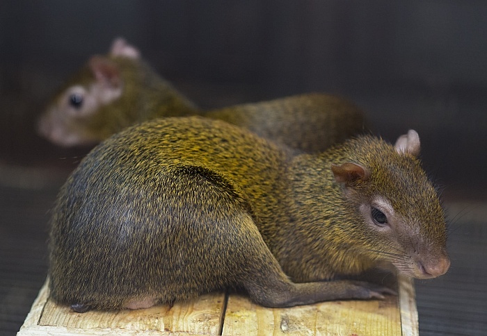 Оливковый агути