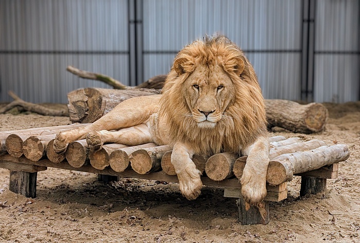 Африканский лев