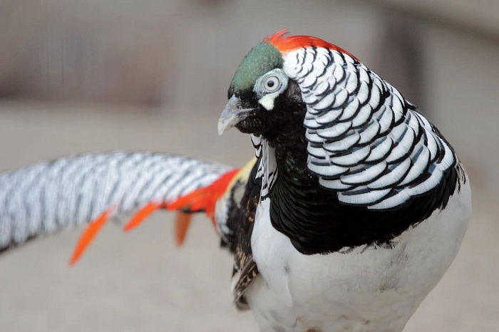 Алмазный фазан