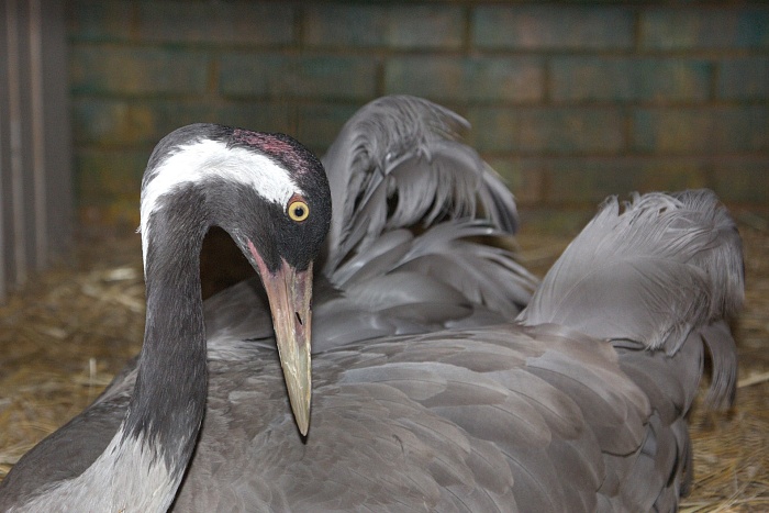 Серый журавль