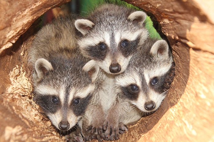 Енот-полоскун