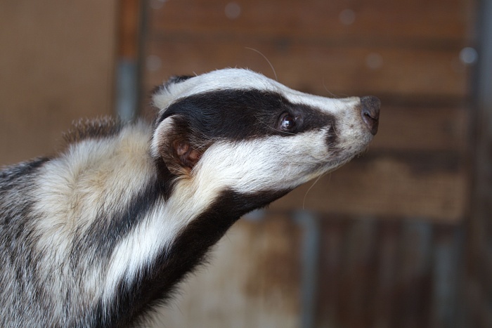 Азиатский барсук