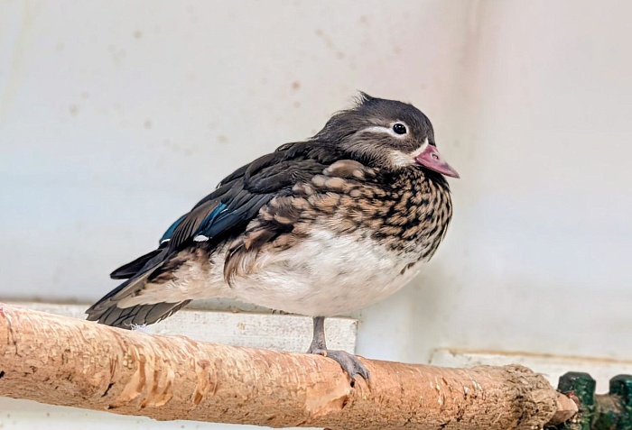 Мандаринка