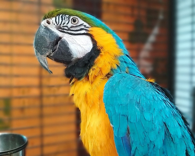 Сине-желтый ара